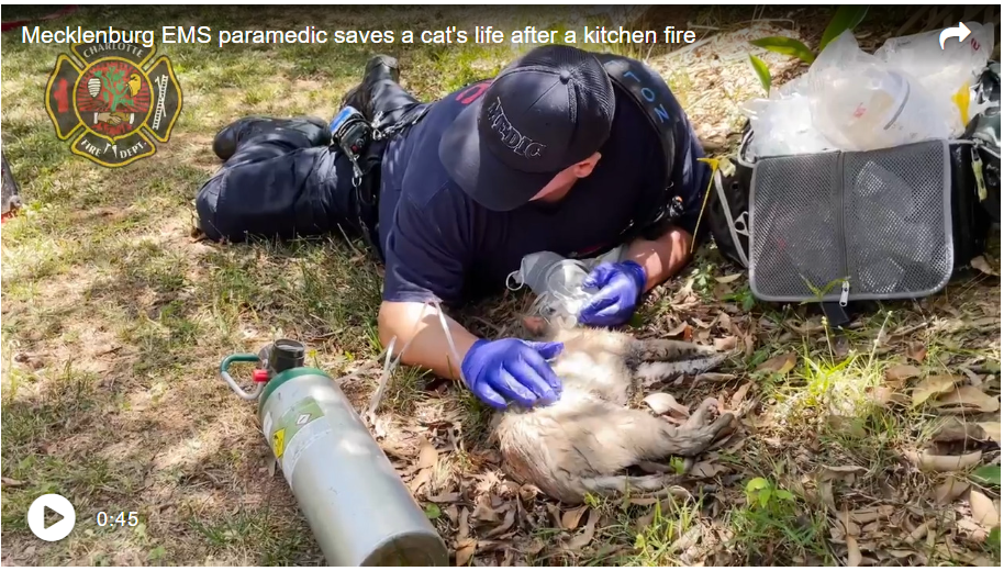Watch as paramedic saves ‘fortunate kitty’ after east Charlotte fire